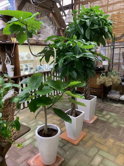 観葉植物一覧へのリンク