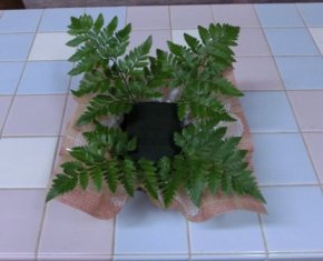 給水スポンジ一覧へのリンク